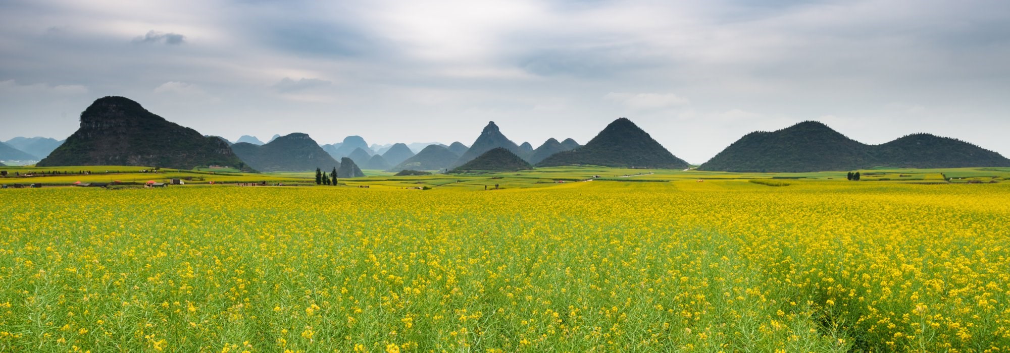 Flower field