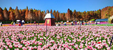 Yunnan Tulips